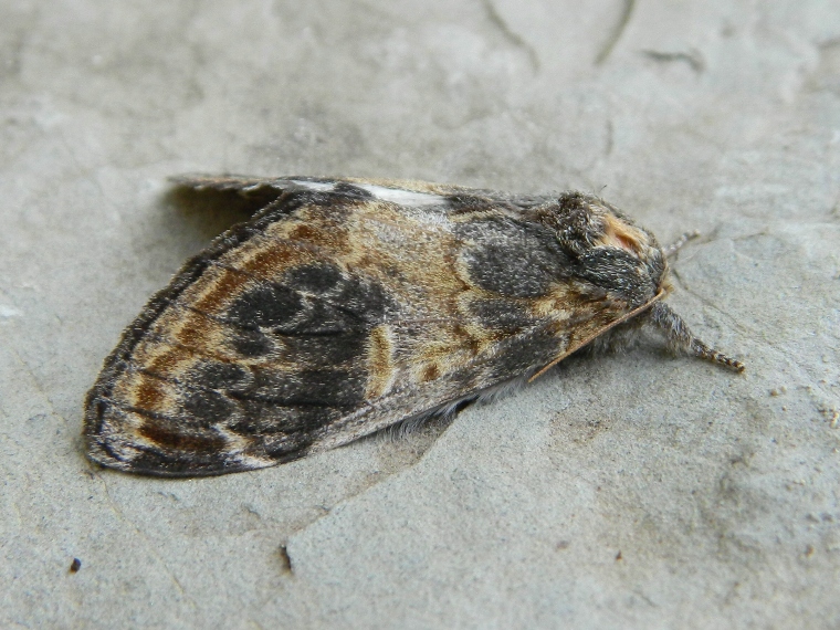 Notodonta tritophus